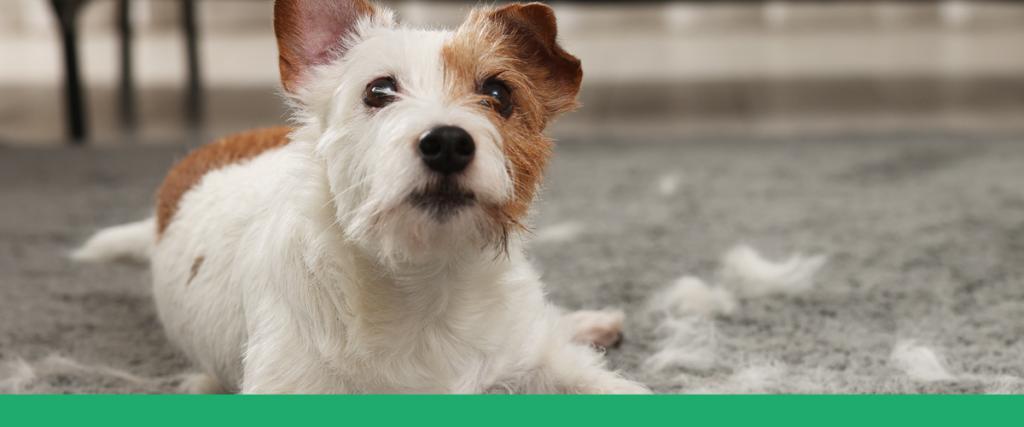 Cachorro branco e marrom com olhar carinhoso