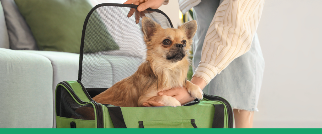 Cachorro inserido em mala especial de viagem